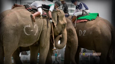 Polo Sobre Elefantes-  Uma mistura de diversão e competição